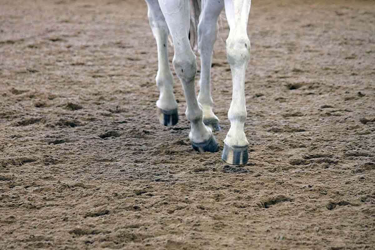 equestrian sand delivery nampa